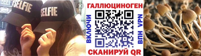 blacksprut рабочий сайт Нальчик Псилоцибиновые грибы мицелий