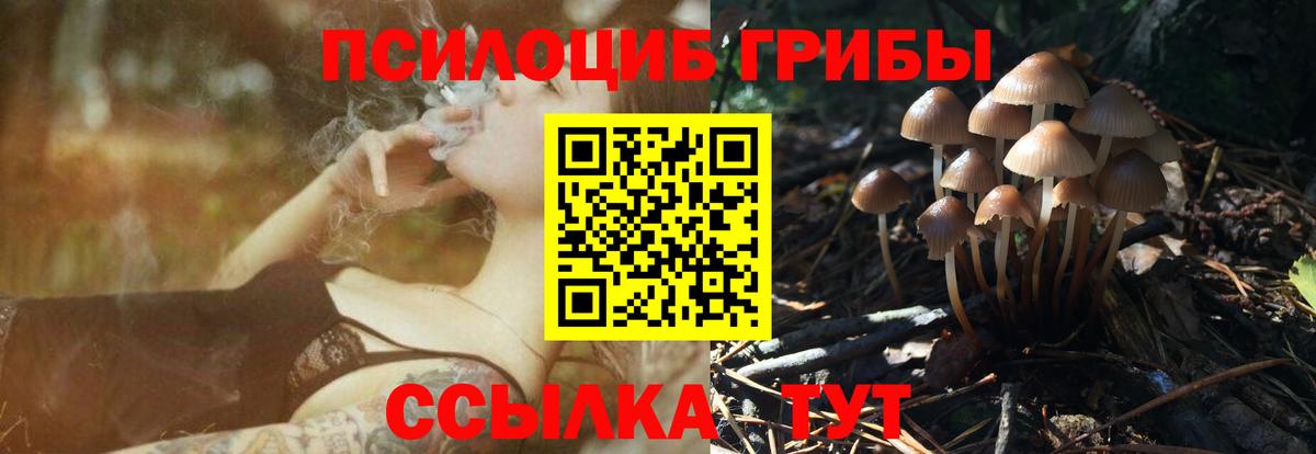 Галлюциногенные грибы Psilocybe Нальчик